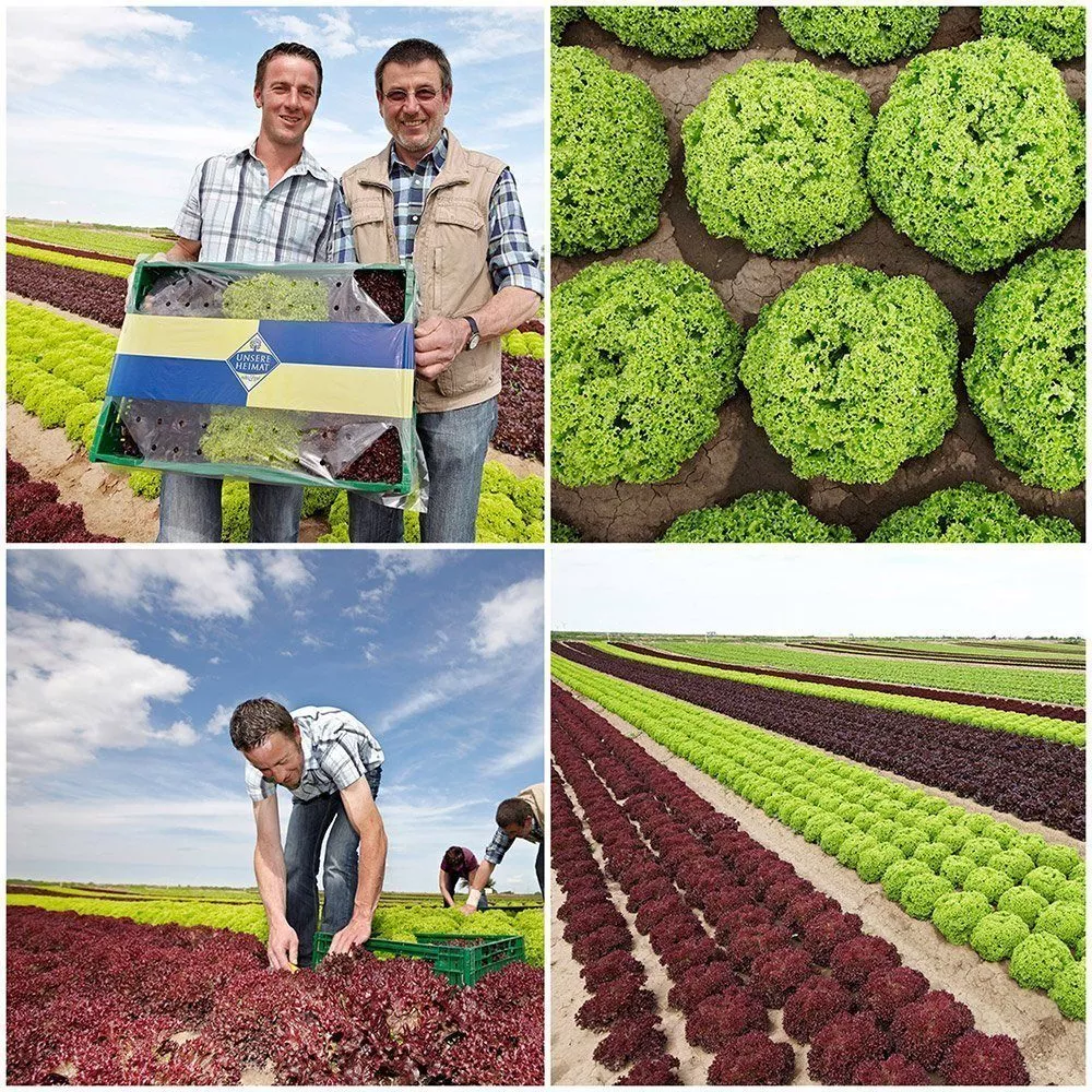 edeka_group